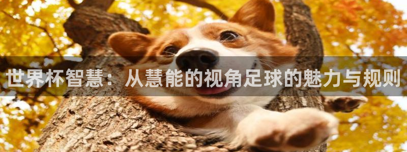 世界杯16强赛程表：世界杯智慧：从慧能的视角足球的魅力与规则